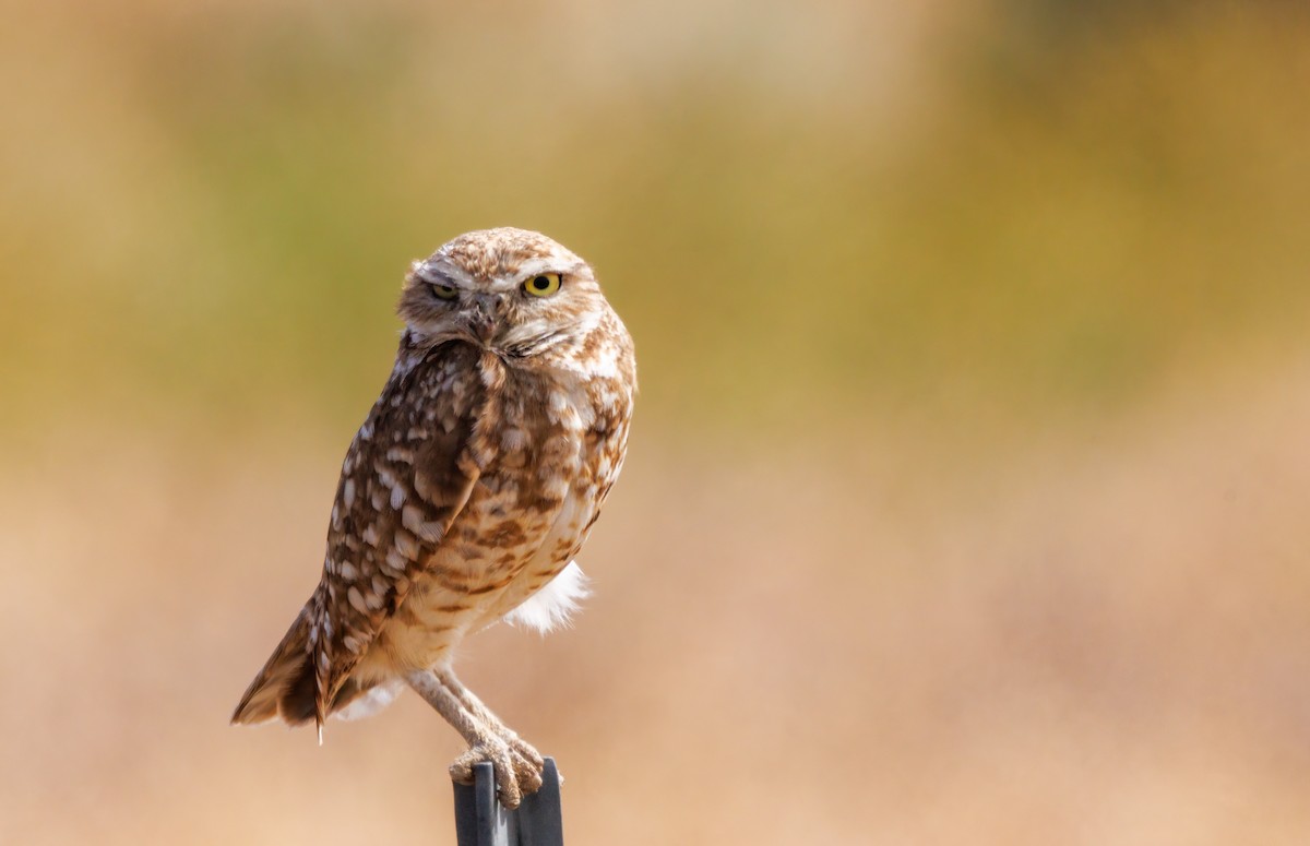 Burrowing Owl - ML620535513
