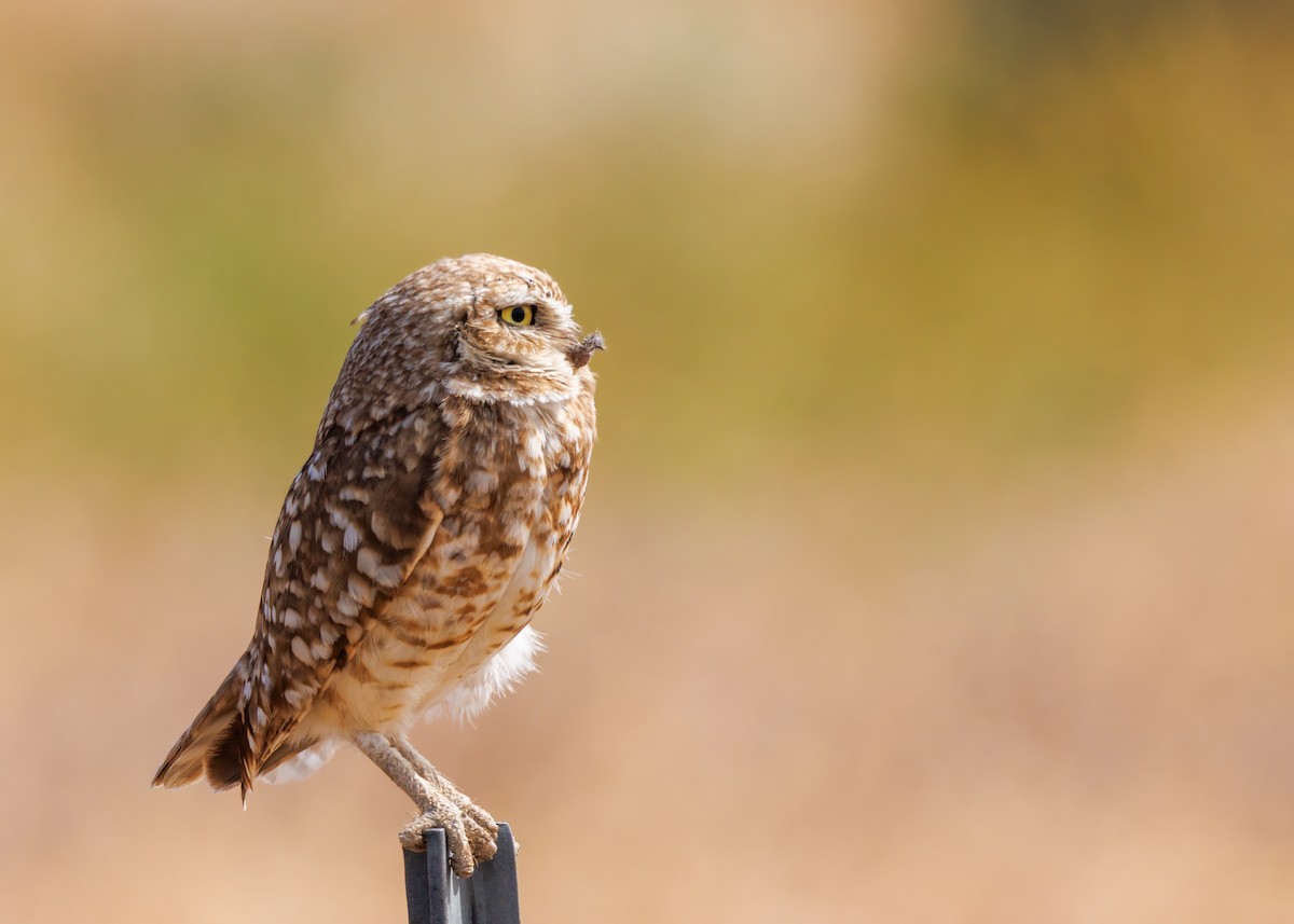 Burrowing Owl - ML620535514