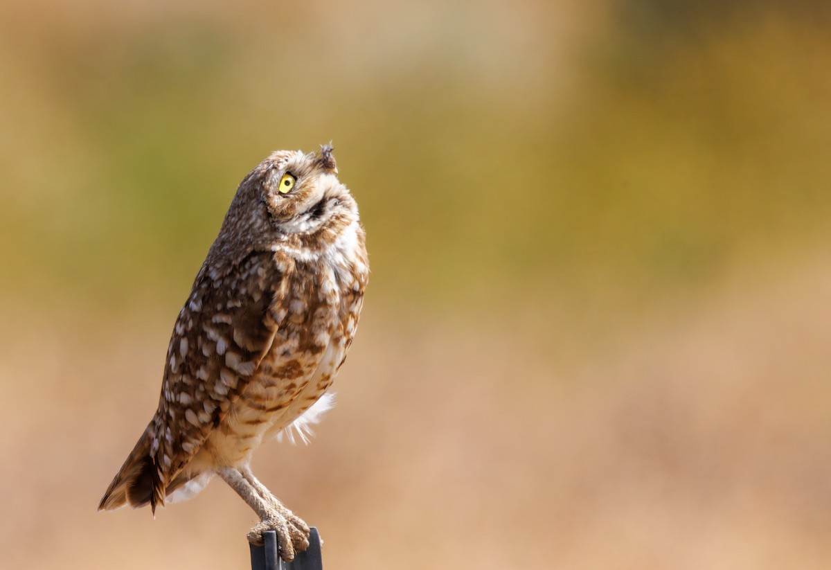 Burrowing Owl - ML620535516