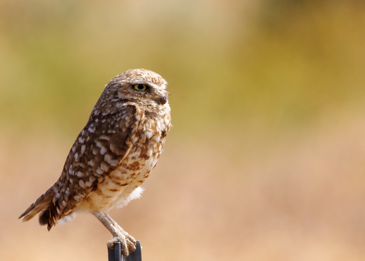 Burrowing Owl - ML620535517