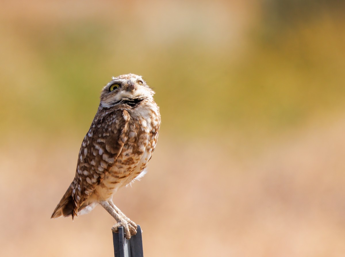Burrowing Owl - ML620535518