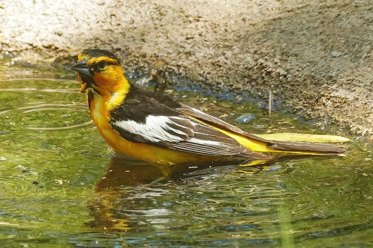 Bullock's Oriole - ML620535521