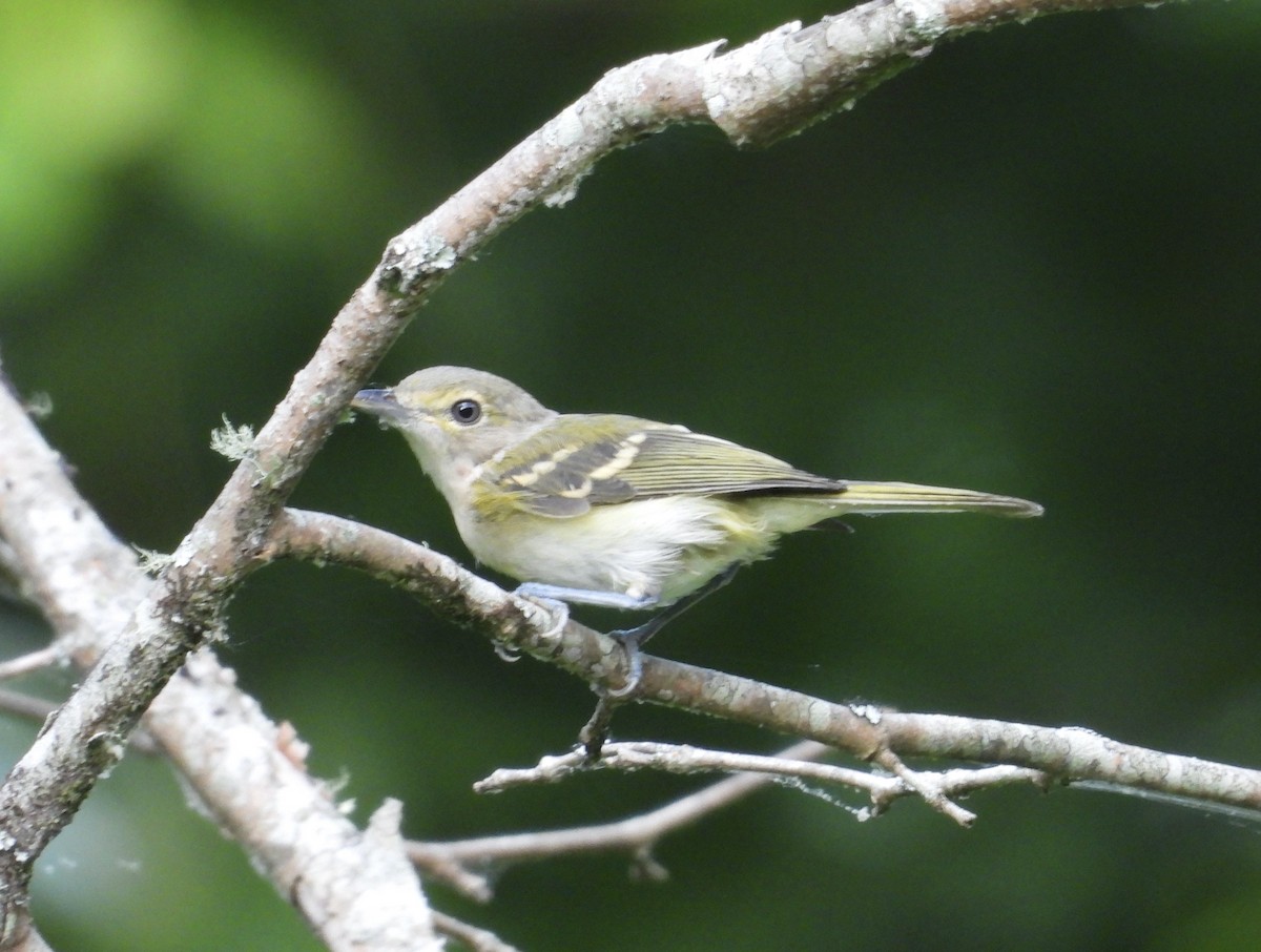 White-eyed Vireo - ML620535524