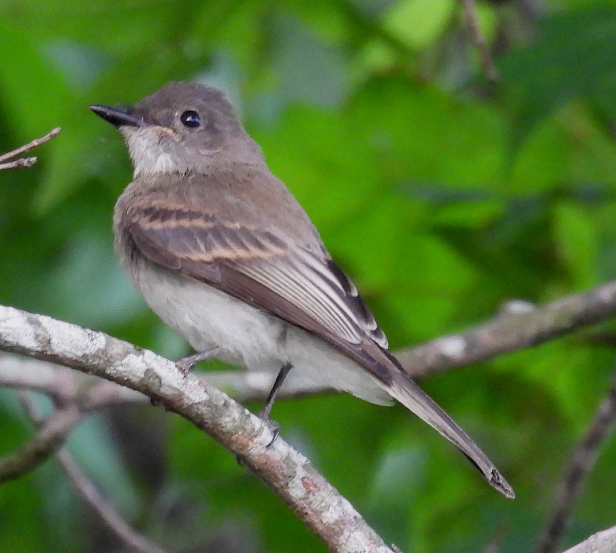 Eastern Phoebe - ML620535527