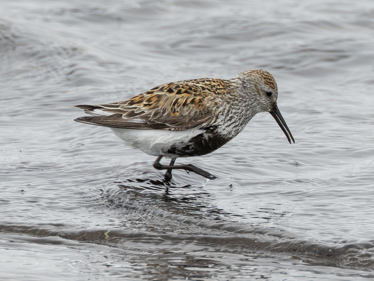 Dunlin (schinzii) - ML620535546