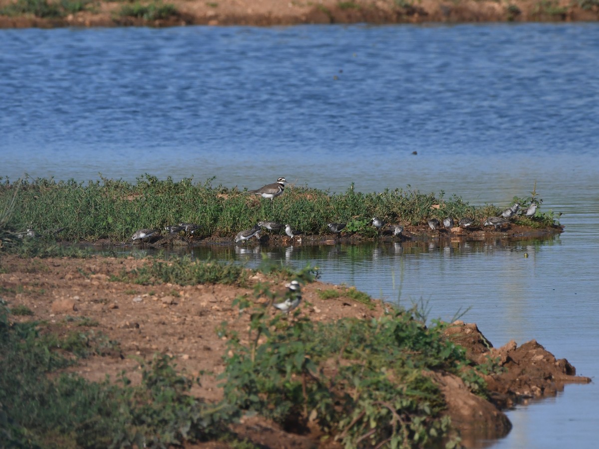 Semipalmated Sandpiper - ML620535548