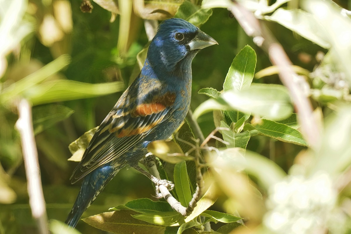 Guiraca bleu - ML620535566