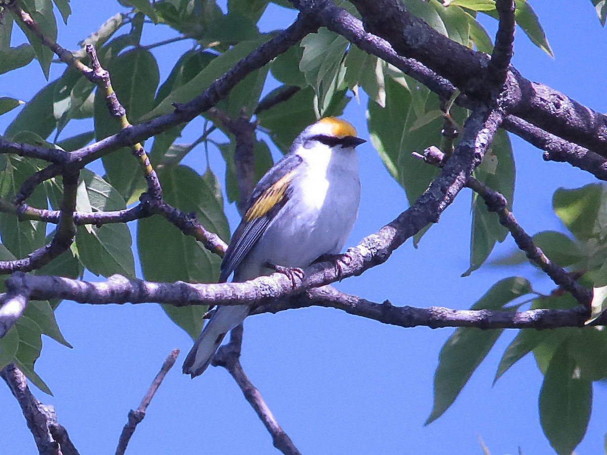 Brewster's Warbler (hybrid) - ML620535580