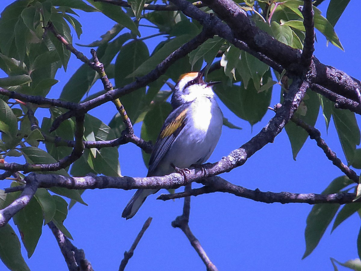 Brewster's Warbler (hybrid) - ML620535581