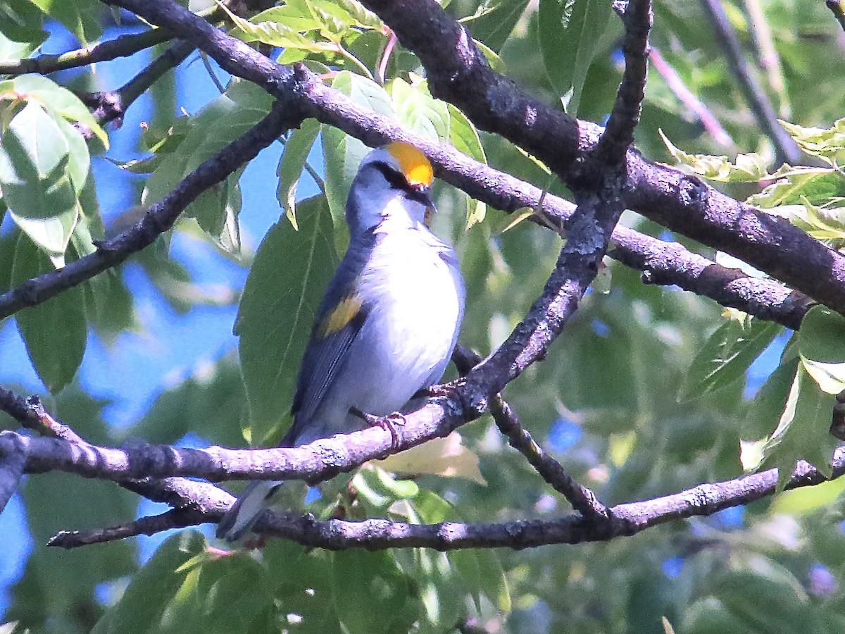 Brewster's Warbler (hybrid) - ML620535583