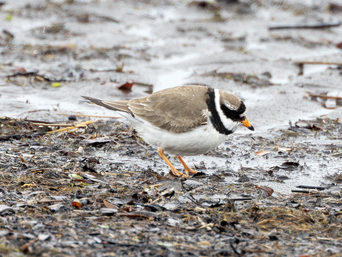 Common Ringed Plover - ML620535584