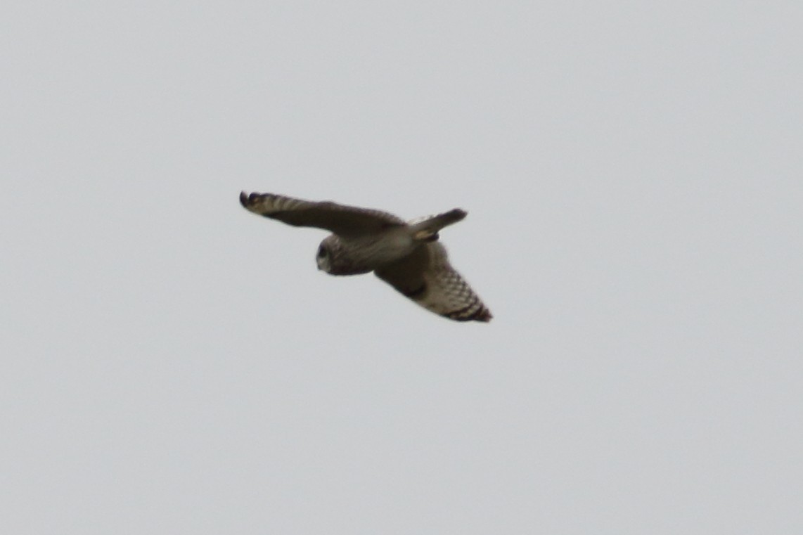 Short-eared Owl - ML620535585