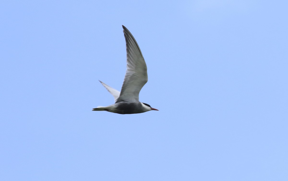 Whiskered Tern - ML620535587