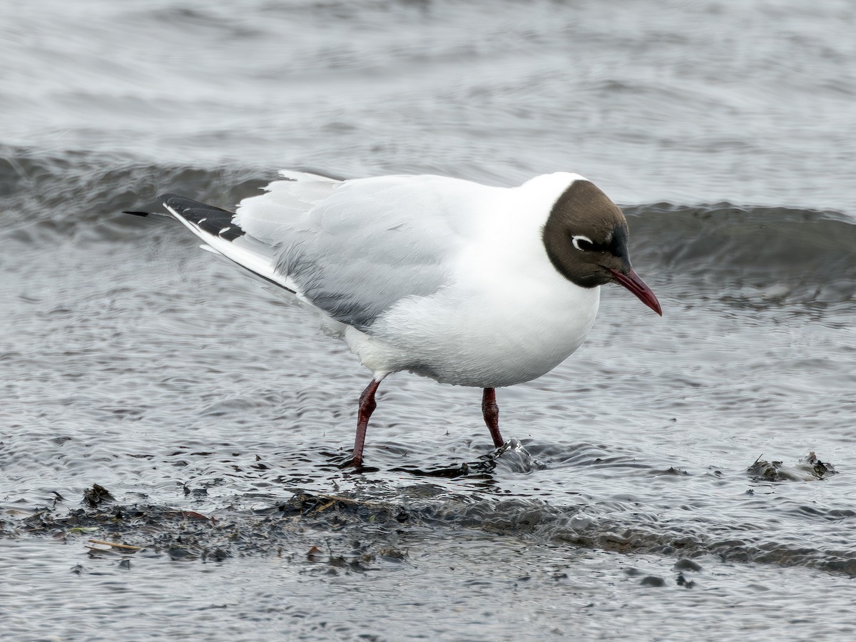 Black-headed Gull - ML620535588