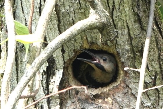 Northern Flicker - ML620535589