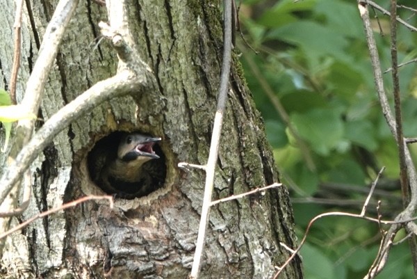 Northern Flicker - ML620535590