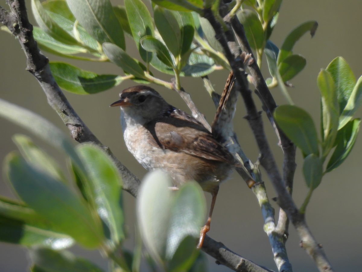 Marsh Wren - ML620535592