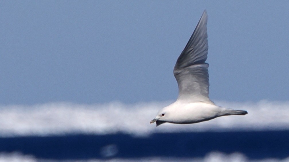 Gaviota Marfileña - ML620535593