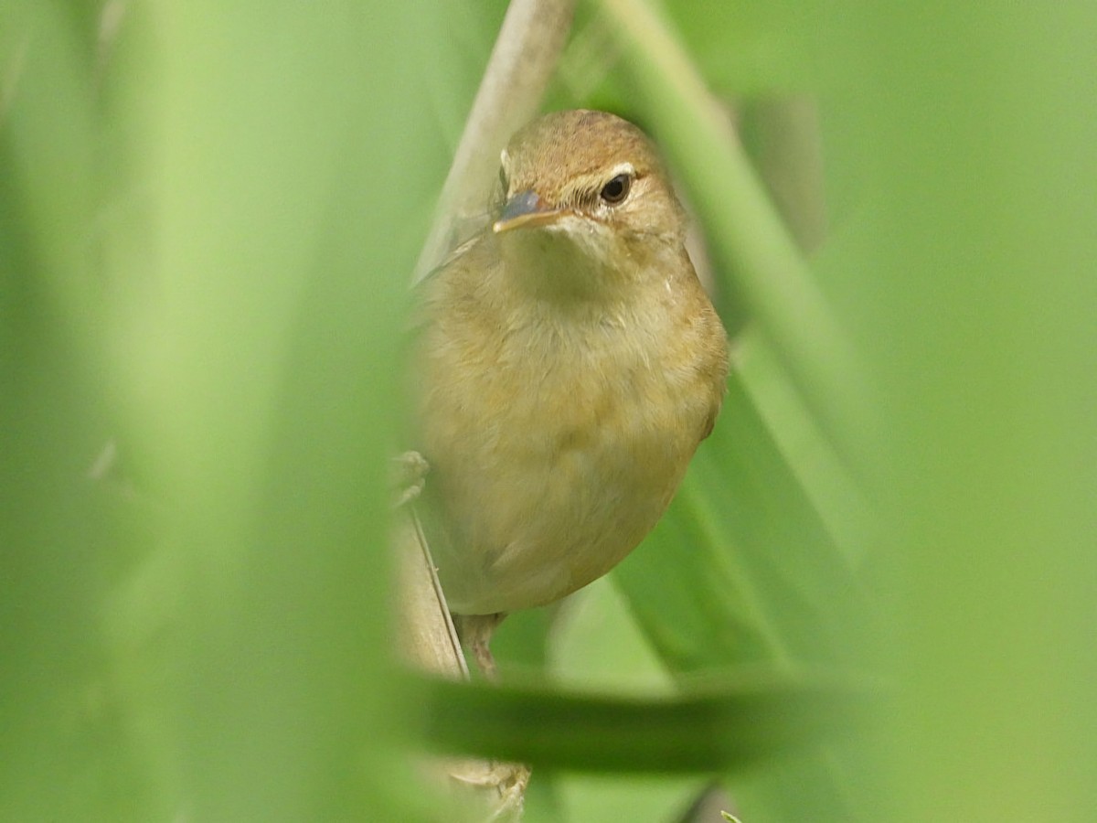 Common Reed Warbler - ML620535595