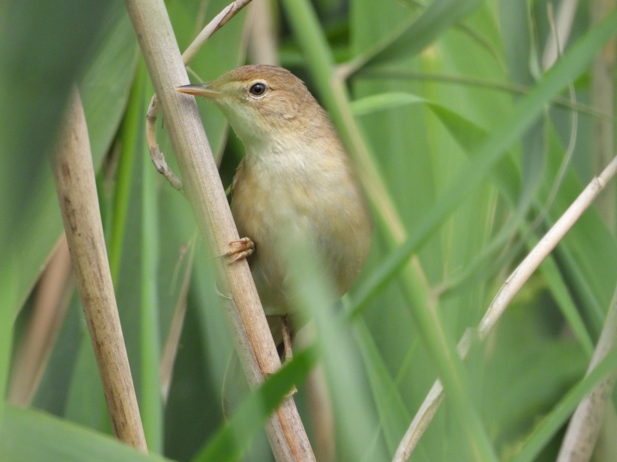 Common Reed Warbler - ML620535596