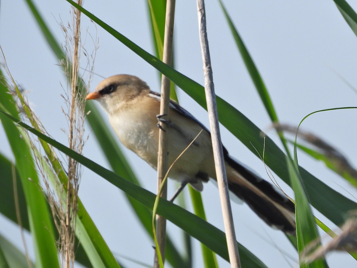 Bearded Reedling - ML620535610