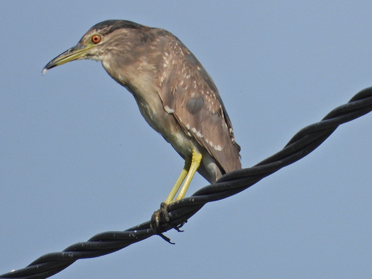 Black-crowned Night Heron - ML620535634