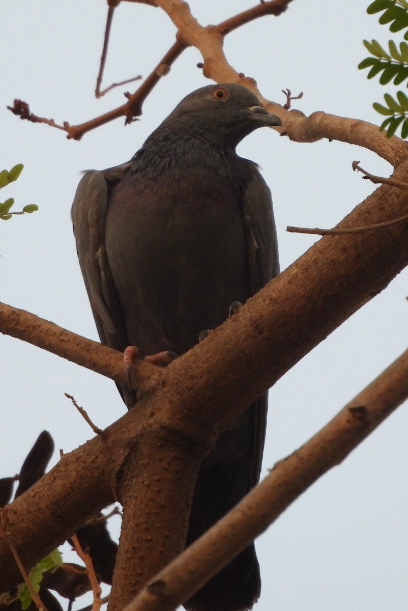 Rock Pigeon (Feral Pigeon) - ML620535638