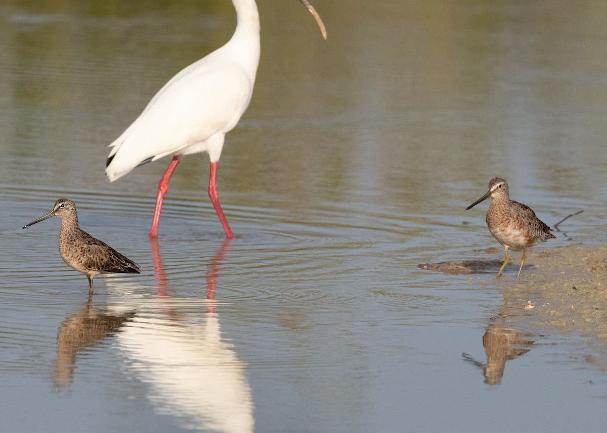 Short-billed Dowitcher - ML620535643