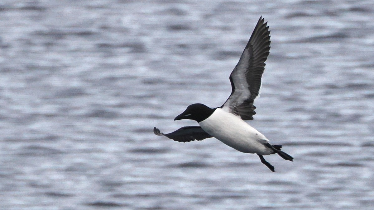 Guillemot de Brünnich - ML620535647