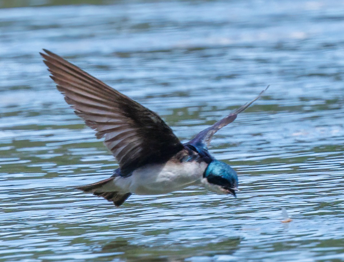 Tree Swallow - ML620535650