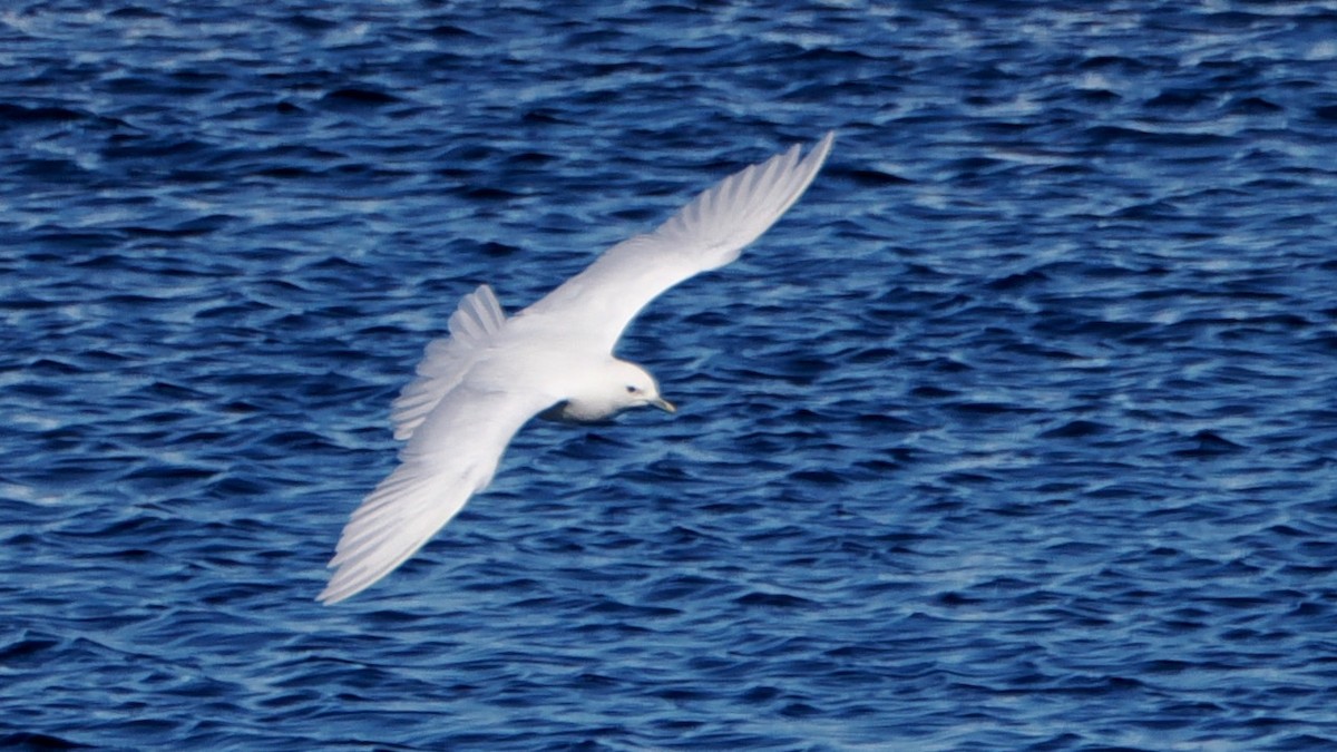 Mouette blanche - ML620535658