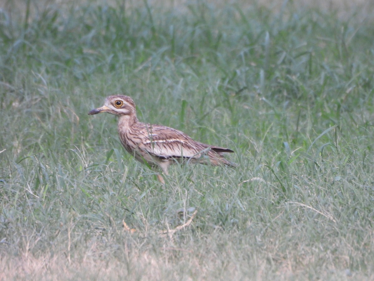 Indian Thick-knee - ML620535661