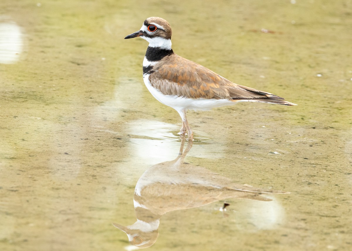 Killdeer - ML620535663