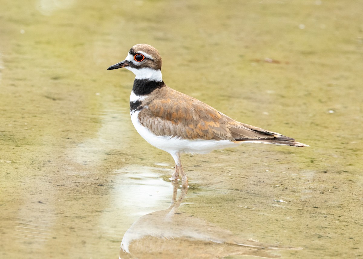 Killdeer - ML620535664