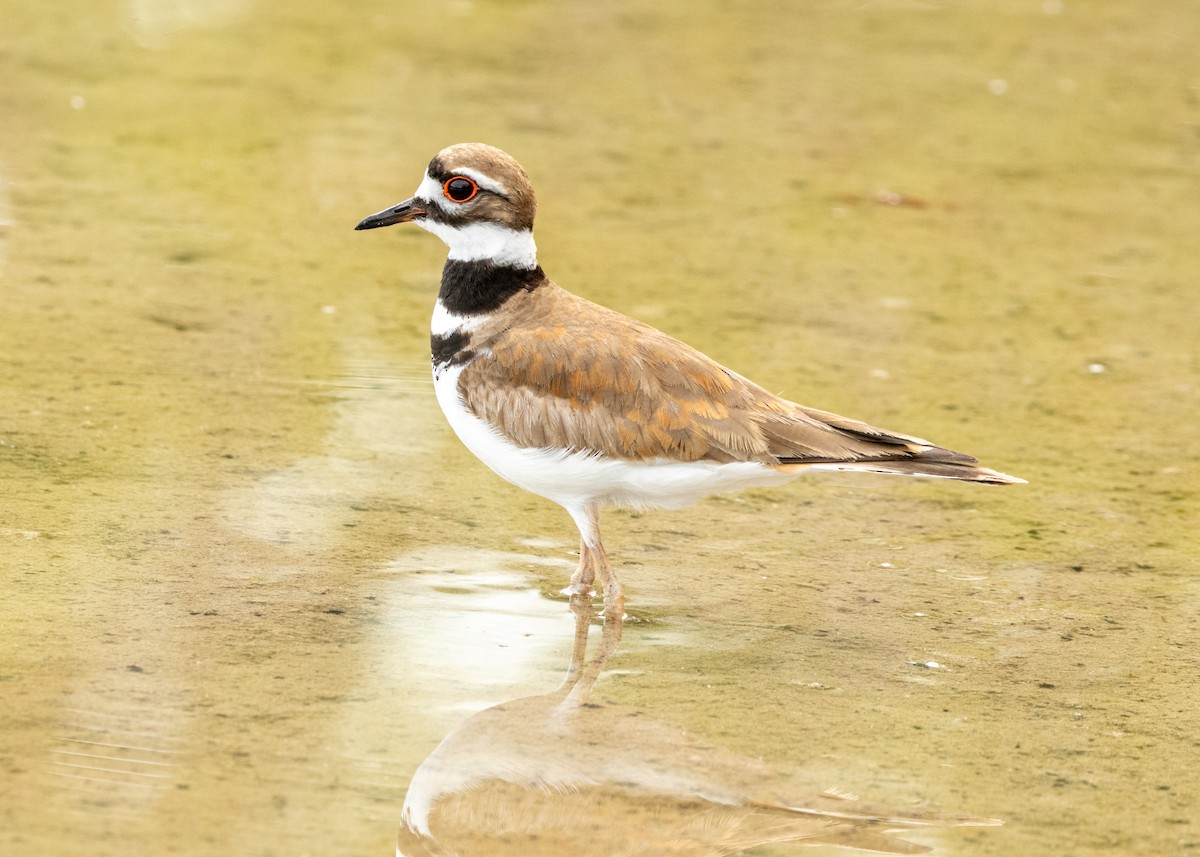 Killdeer - ML620535666