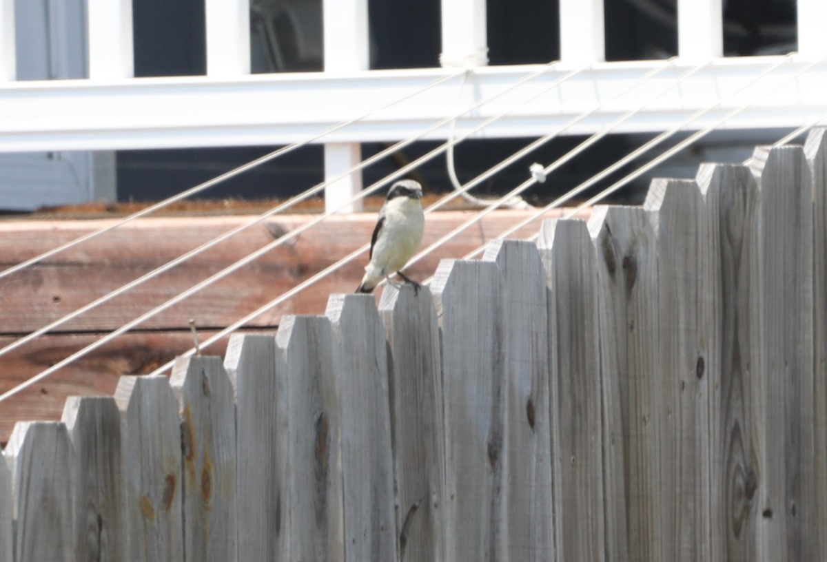 Loggerhead Shrike - ML620535668