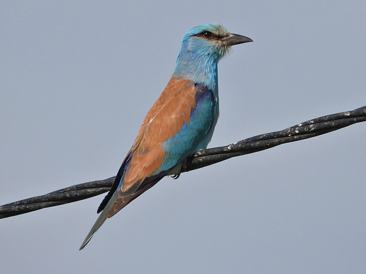 European Roller - ML620535669