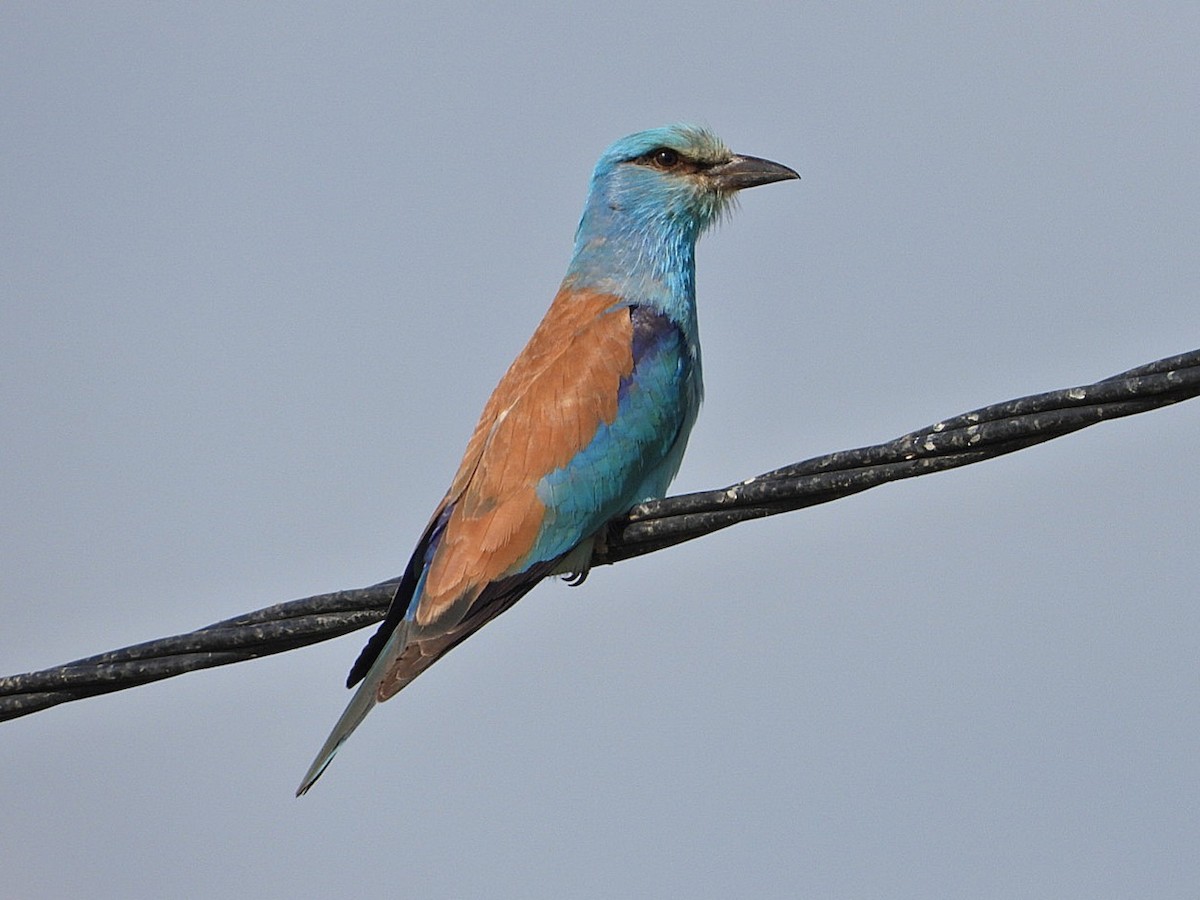 European Roller - ML620535670