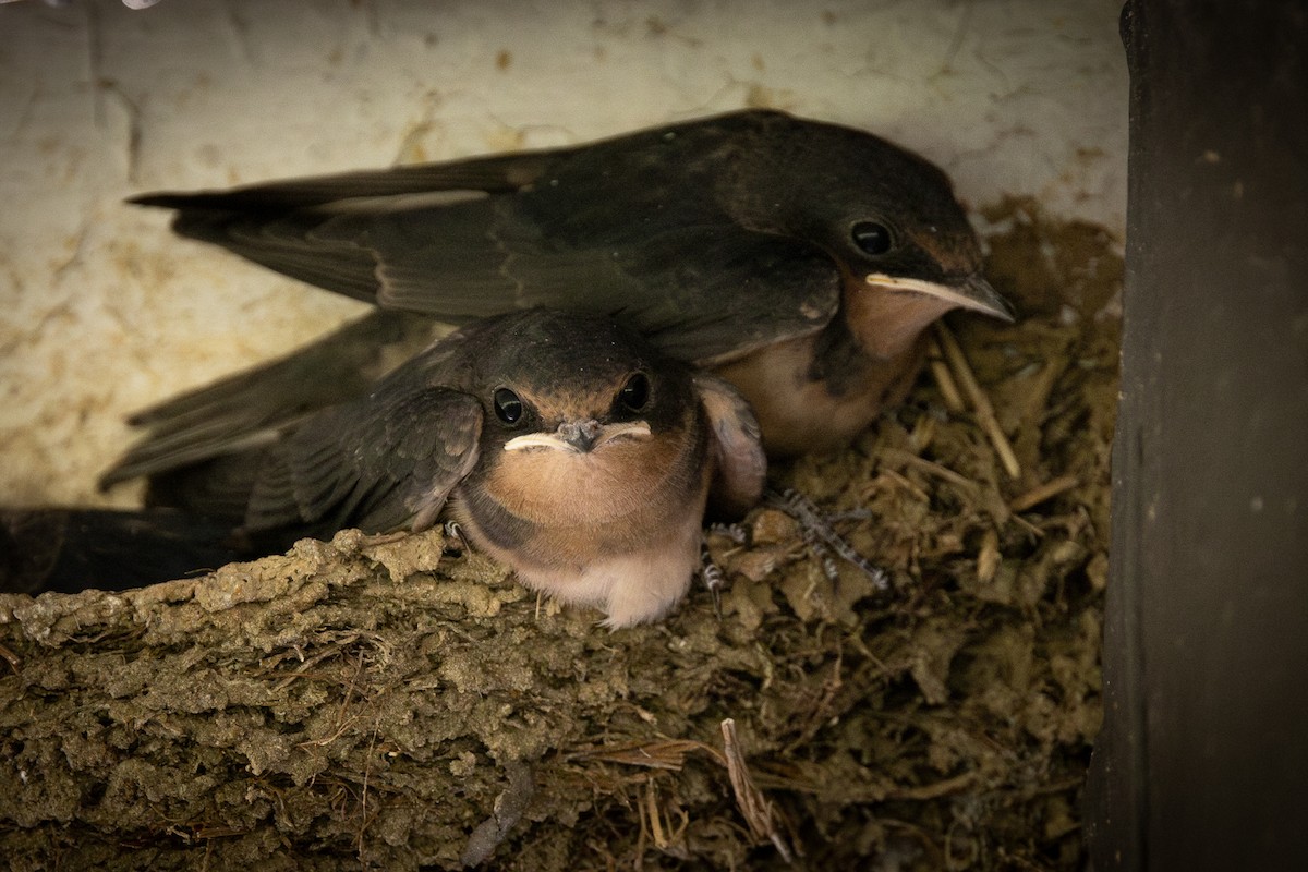 Barn Swallow - Doris Gertler