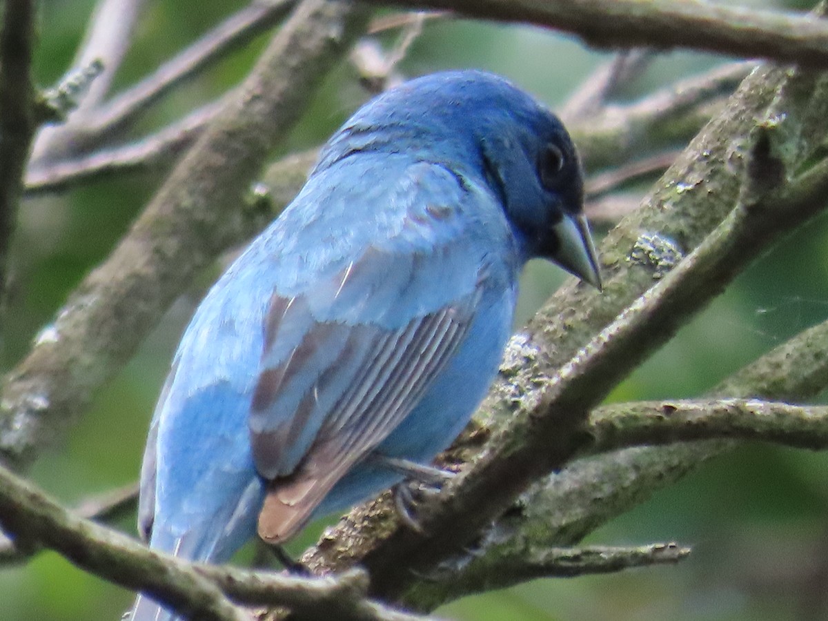 Indigo Bunting - ML620535674