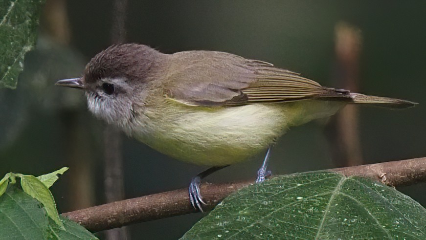 Mosquerito Cabecigrís - ML620535676