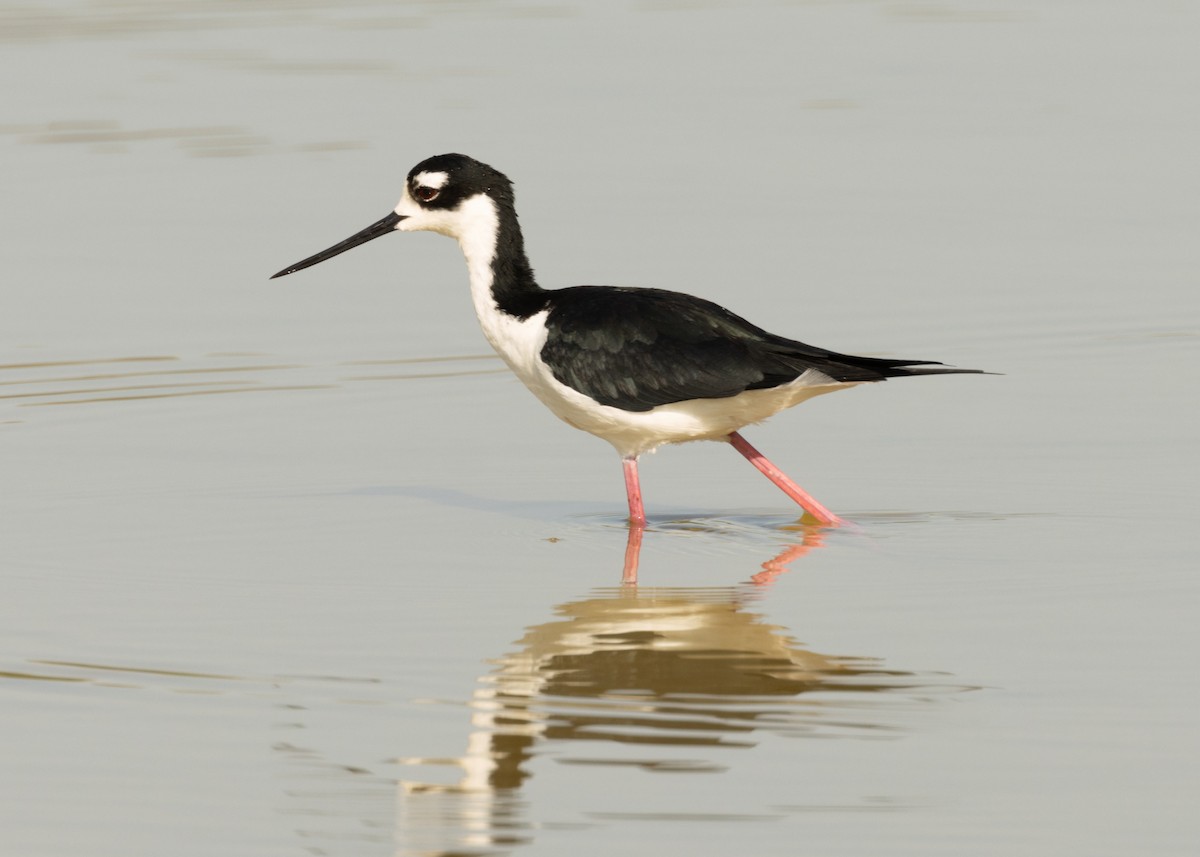 Black-necked Stilt (Black-necked) - ML620535678