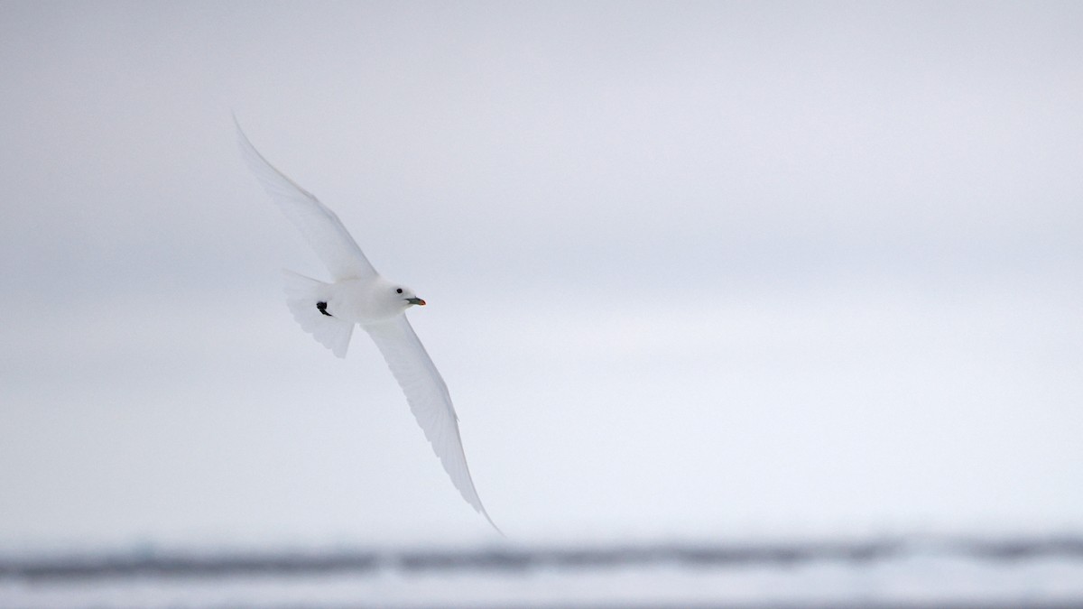 Gaviota Marfileña - ML620535692