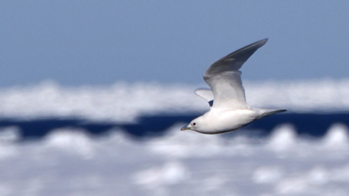 Gaviota Marfileña - ML620535701