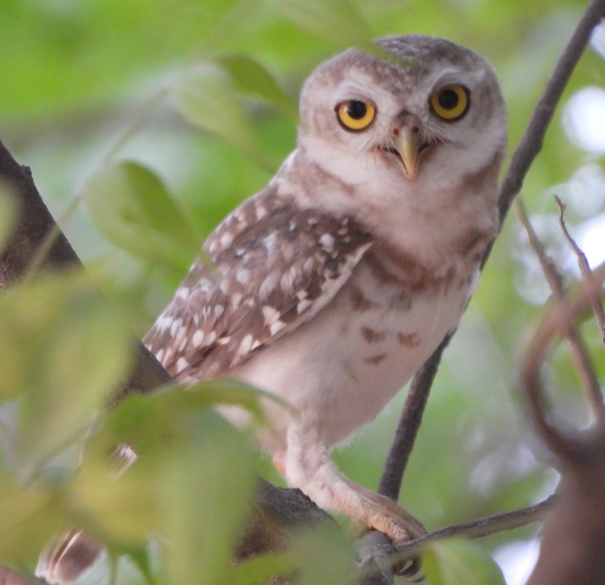 Spotted Owlet - ML620535704