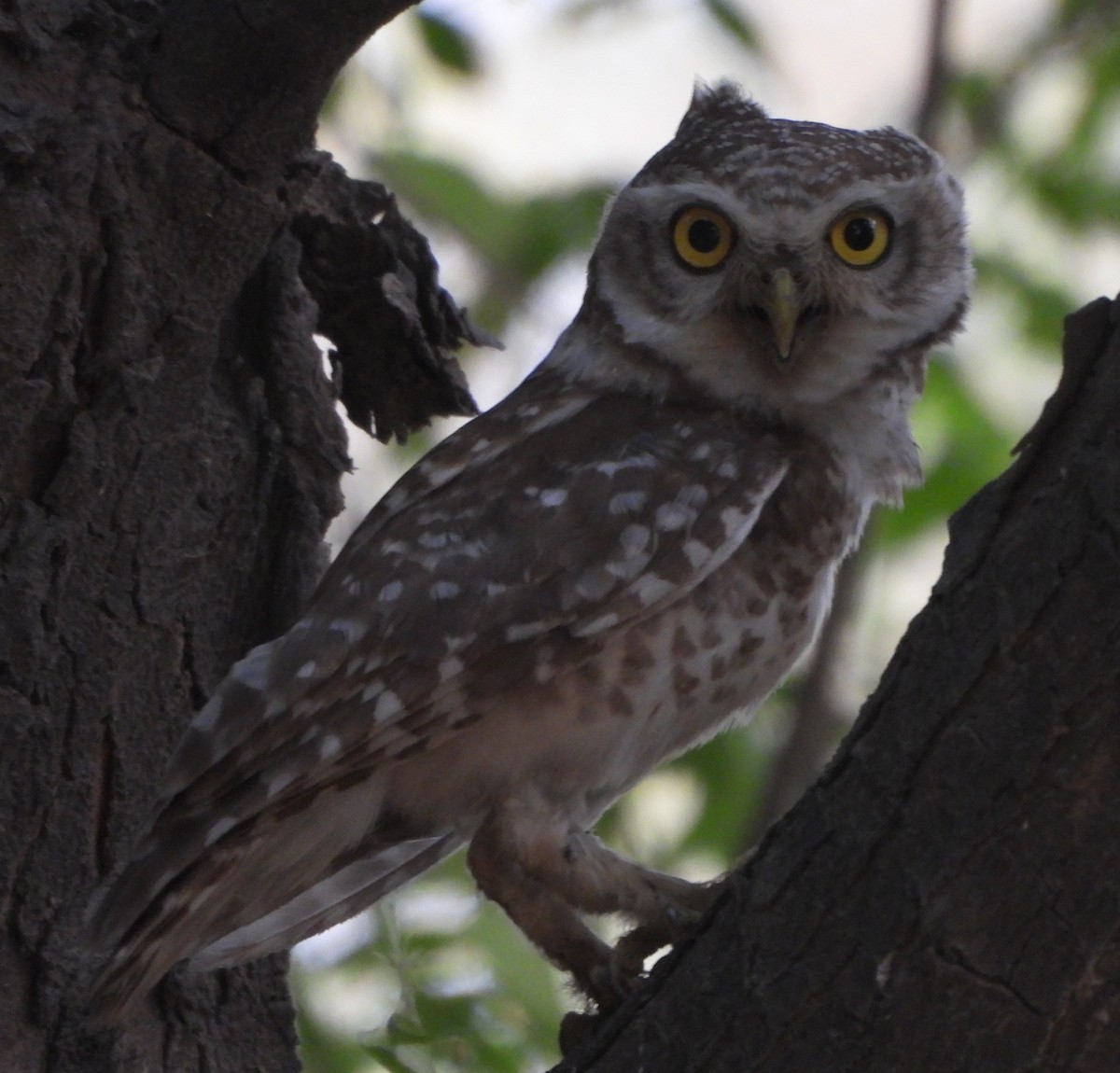 Spotted Owlet - ML620535705