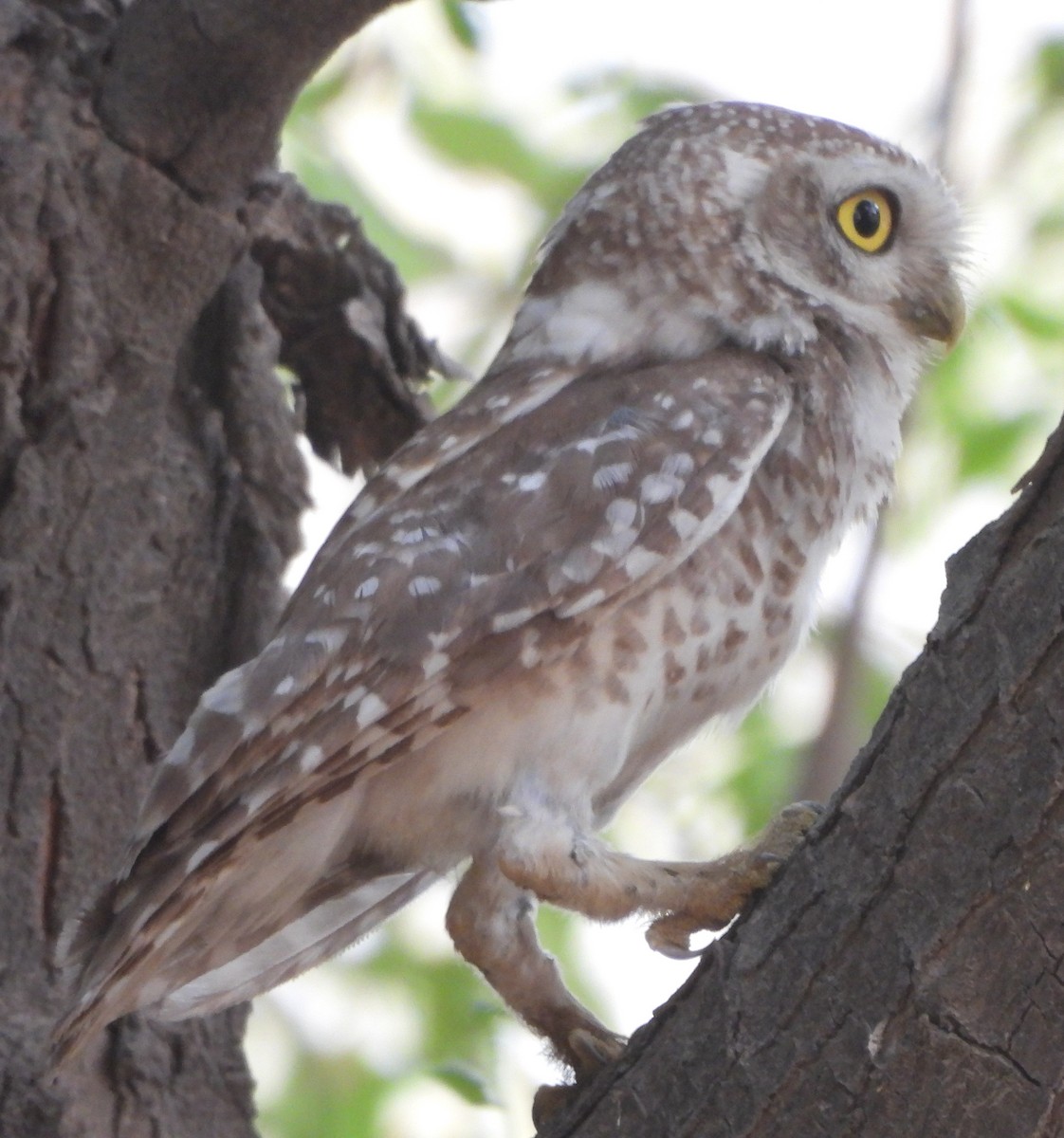 Spotted Owlet - ML620535706