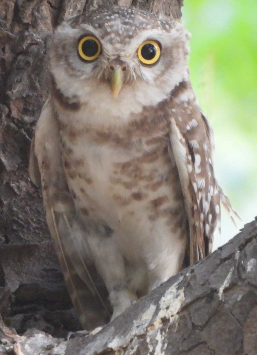 Spotted Owlet - ML620535707