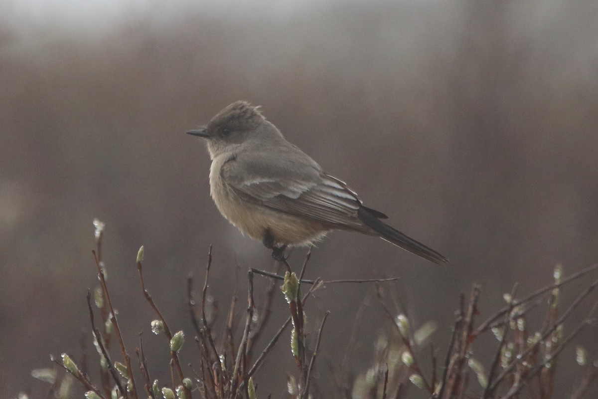 Say's Phoebe - ML620535708