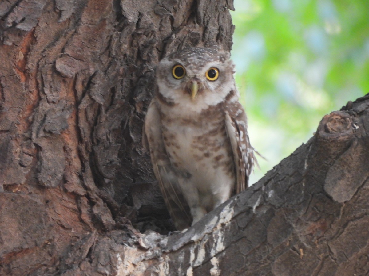 Spotted Owlet - ML620535709